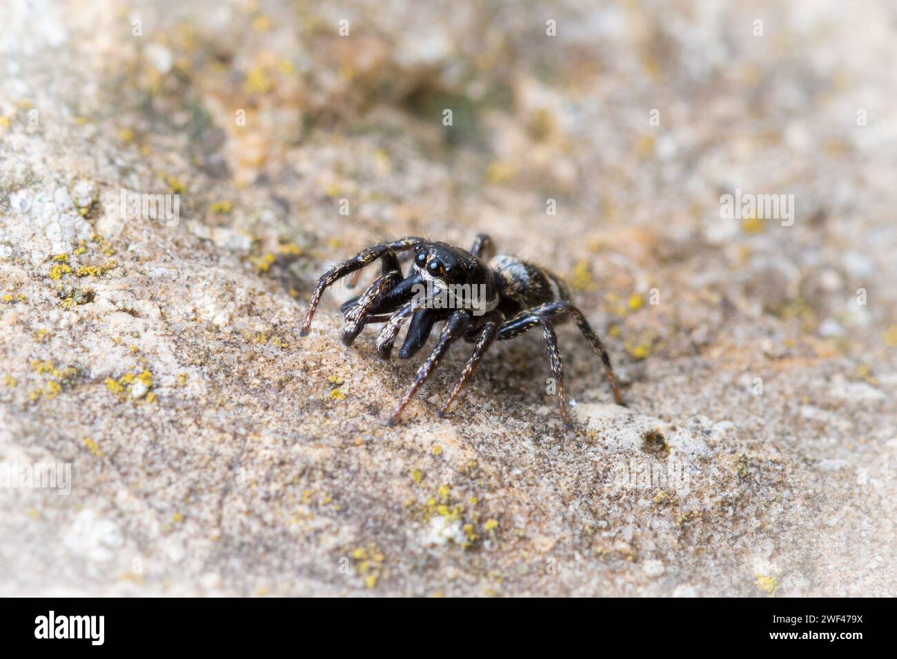 Une minuscule araignée sautant marchant sur un rocher Banque D'Images
