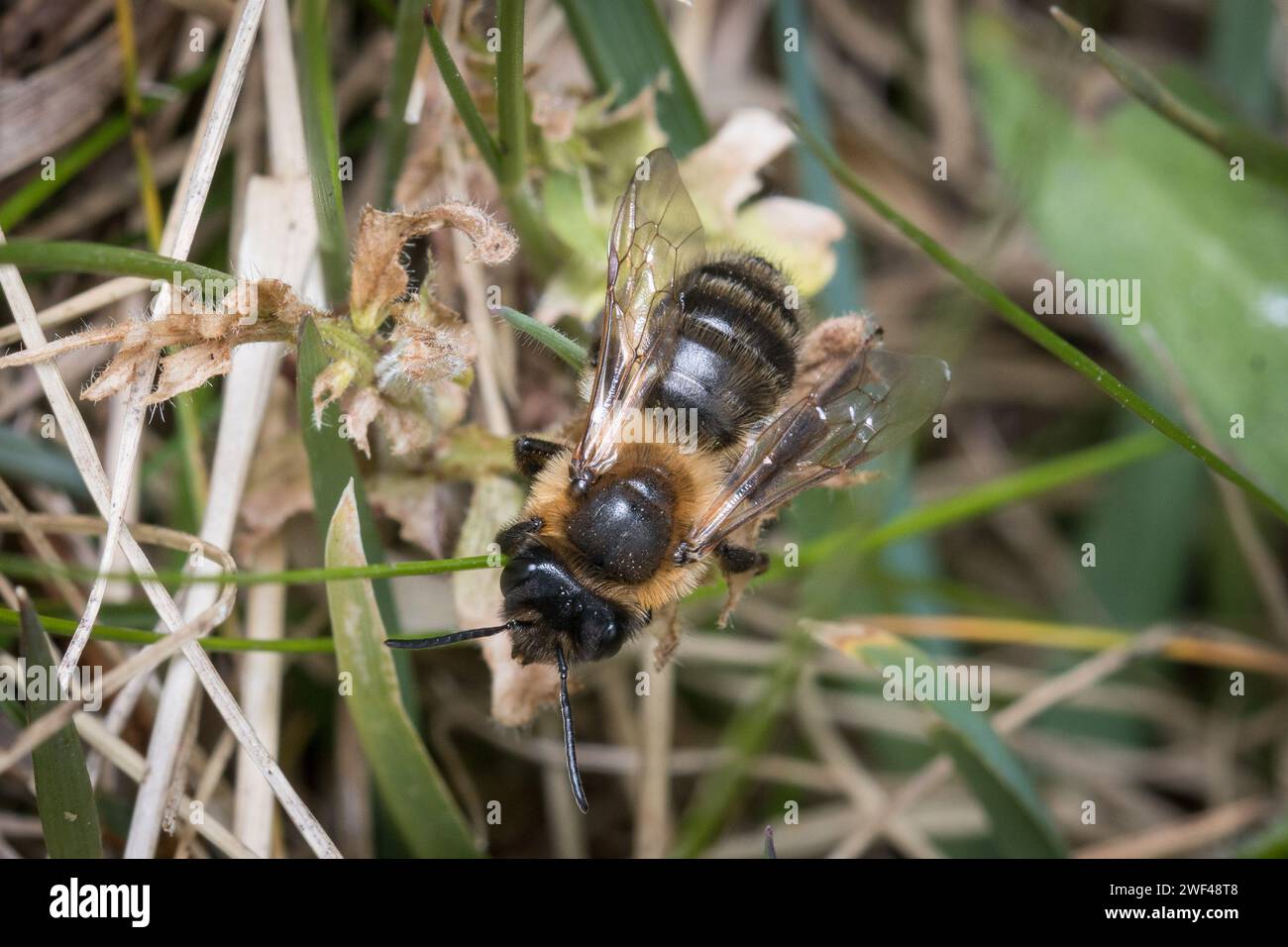 Une abeille (peut-être une abeille minière de chocolat, Andrena scotica) grimper à travers l'herbe. Tunstall Hills, Sunderland, Royaume-Uni Banque D'Images