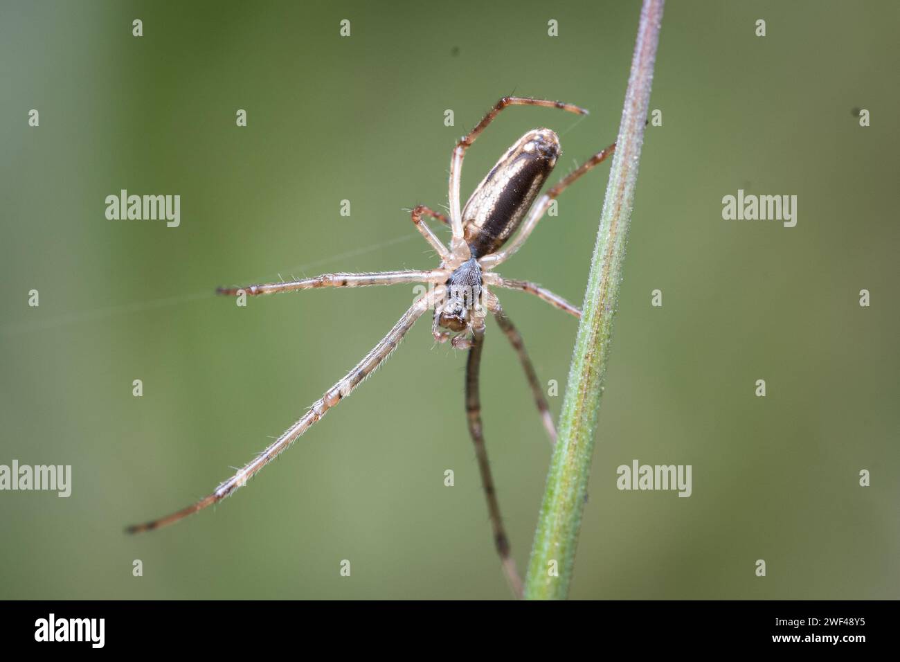 Une araignée (peut-être un weaver à longues mâchoires, Tetragnatha sp) patrouillant le long d'une tige d'herbe. Photographié à Tunstall Hills, Sunderland, Royaume-Uni Banque D'Images
