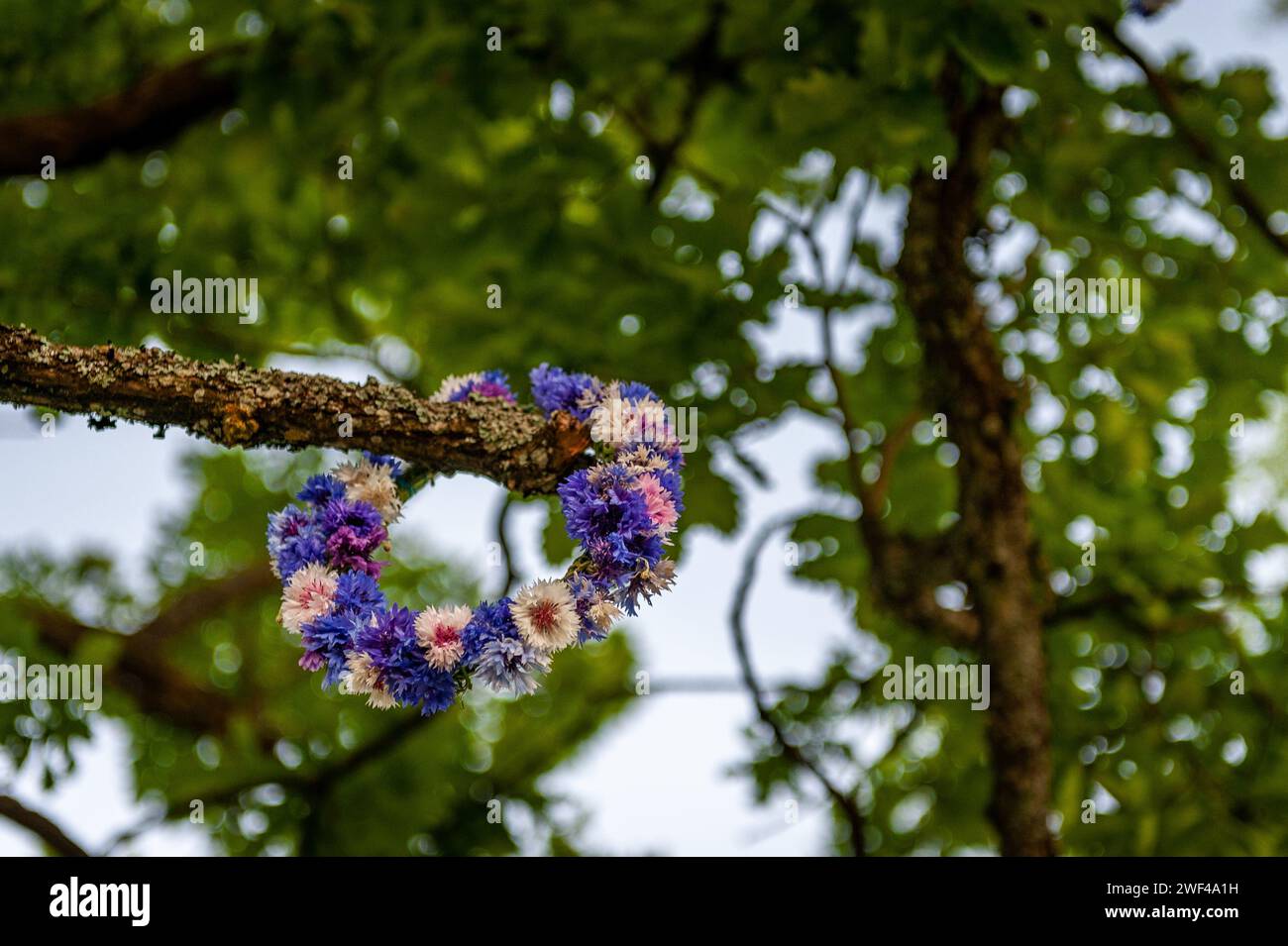 Une couronne de bleuets accrochée à une branche d'arbre pendant la nuit de Midsummer (International St. John’s Day). Smiltene, Lettonie. Banque D'Images