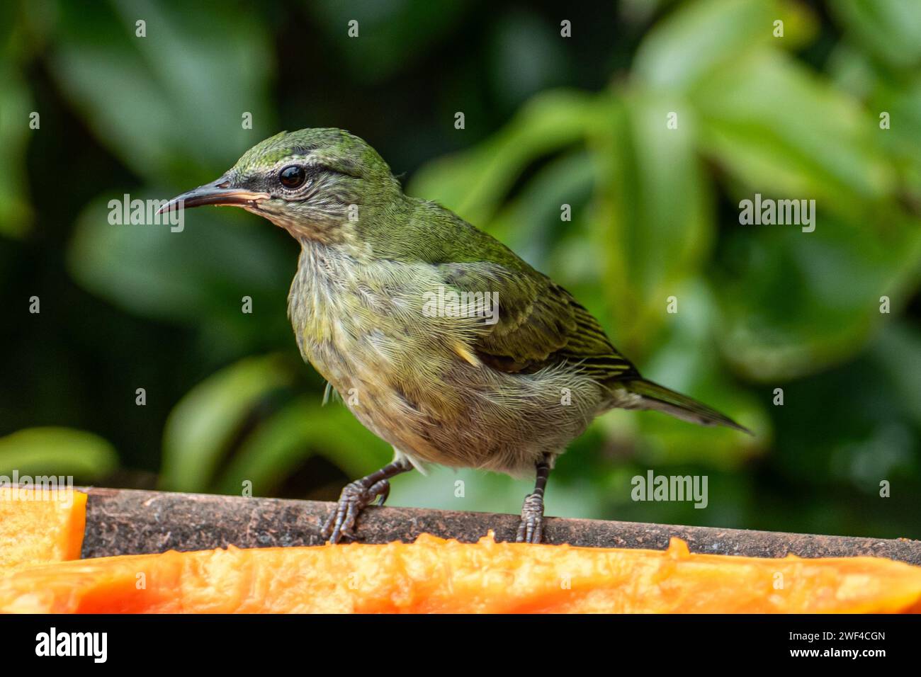 Le petit nid d'abeille vert (Chlorophanes spiza) est un petit oiseau de passereau Banque D'Images