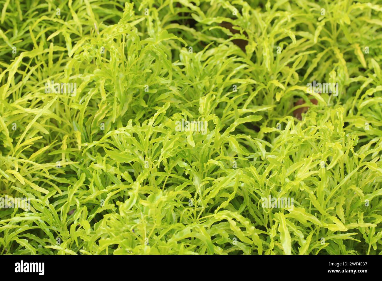 Petites feuilles vertes dans le jardin Photographie verte comme fond naturel pour la conception de votre toile de fond d'événement. Banque D'Images