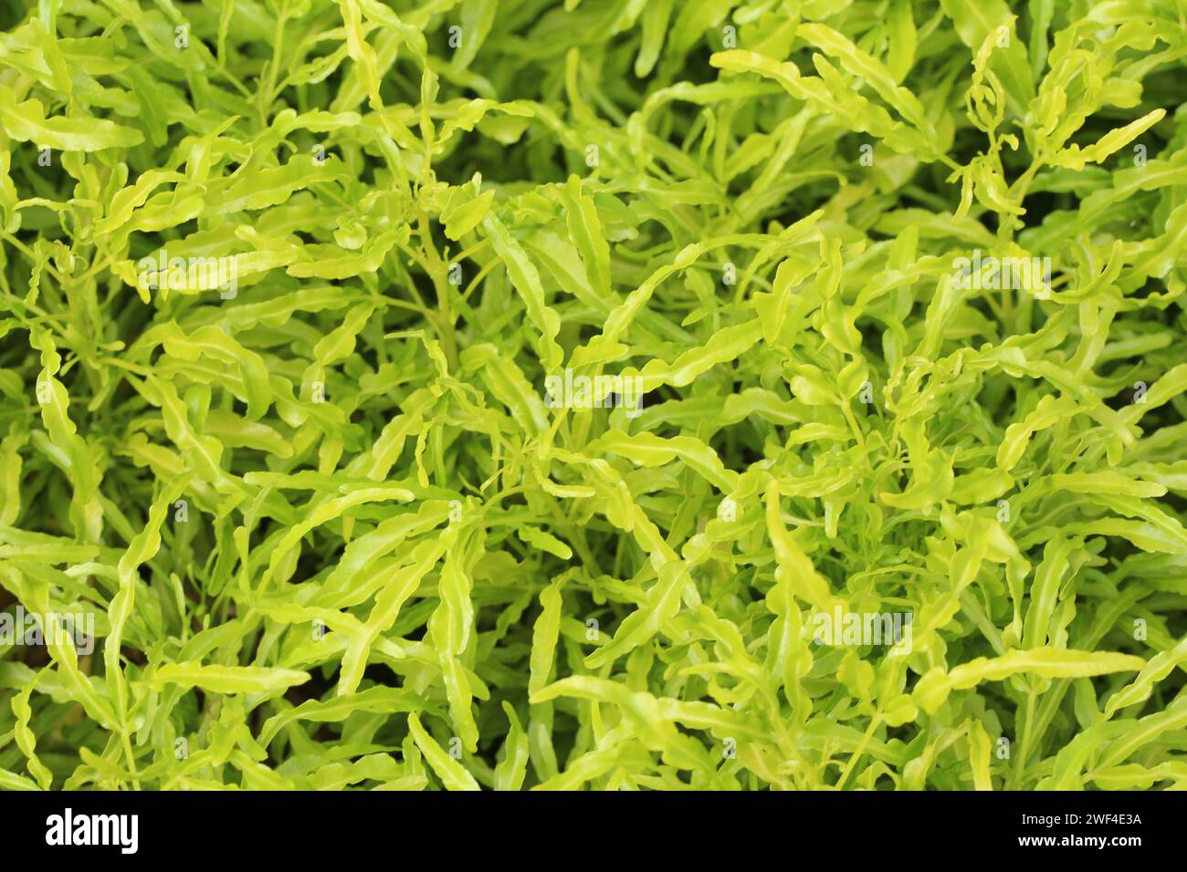 Petites feuilles vertes dans le jardin Photographie verte comme fond naturel pour la conception de votre toile de fond d'événement. Banque D'Images