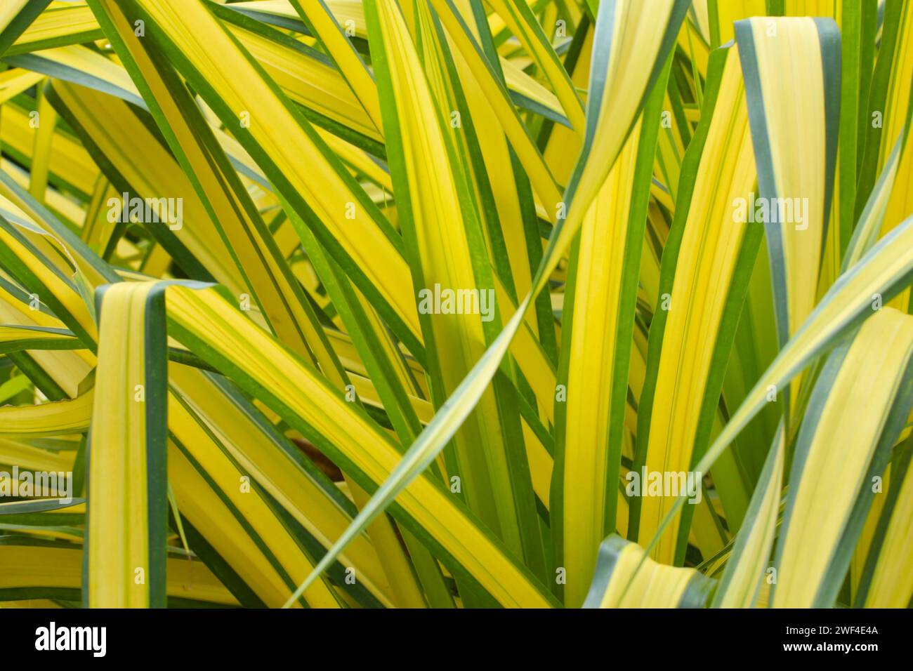 Blue Screw Pine ou White Stripe Pandanus dans le jardin, la photographie comme fond naturel pour la conception de votre événement en toile de fond. Banque D'Images