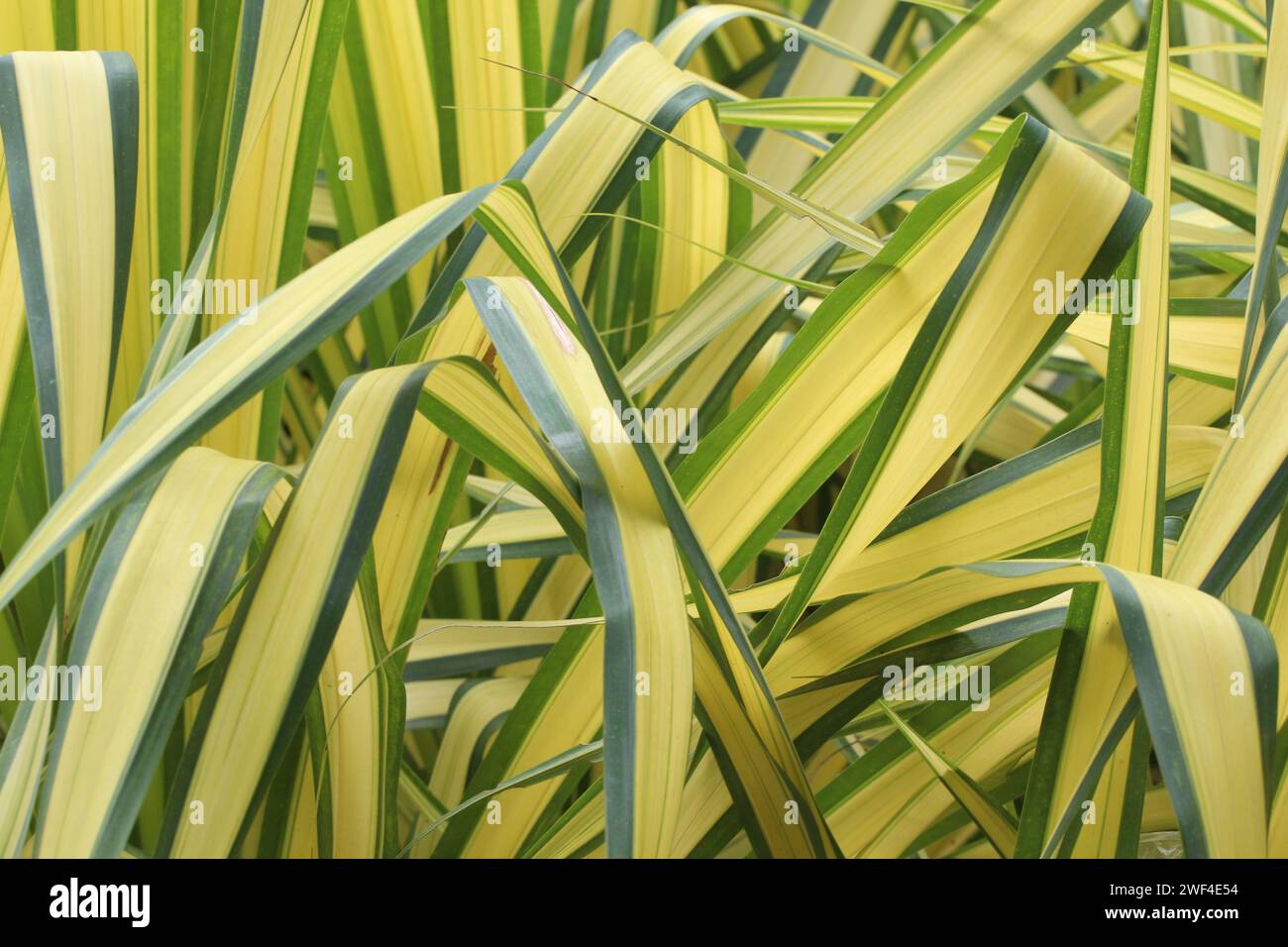 Blue Screw Pine ou White Stripe Pandanus dans le jardin, la photographie comme fond naturel pour la conception de votre événement en toile de fond. Banque D'Images