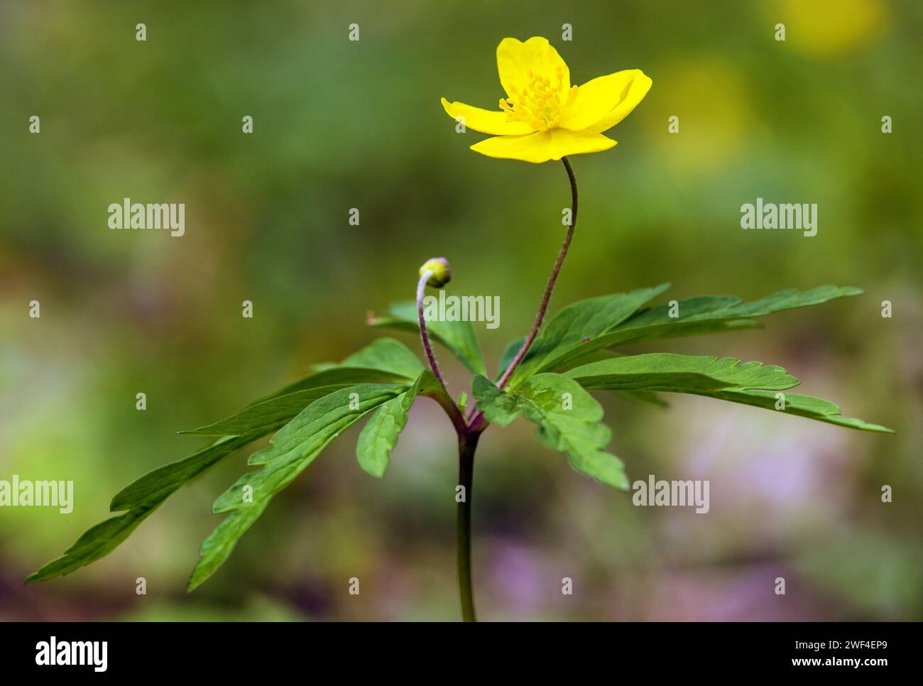 Anémone jaune, anémone de bois jaune, ou anémone buttercup, en latin Anemonoides ranunculoides ou Anemone ranunculoides Banque D'Images