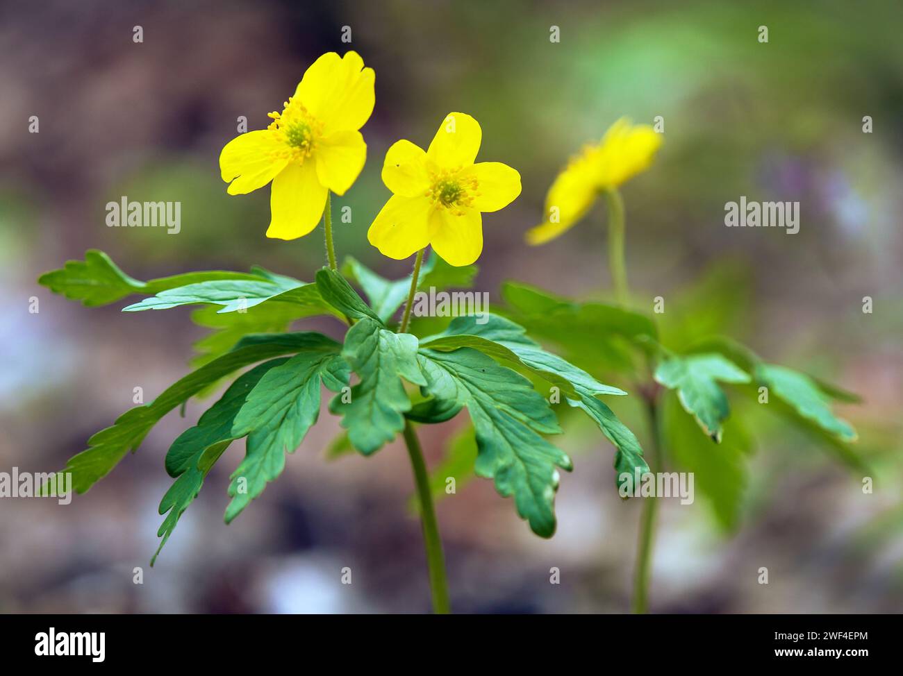 Anémone jaune, anémone de bois jaune, ou anémone buttercup, en latin Anemonoides ranunculoides ou Anemone ranunculoides Banque D'Images