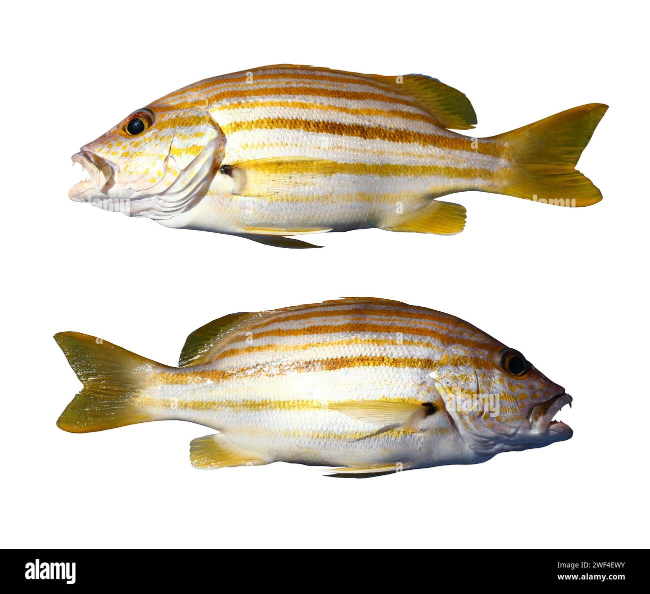 Snapper drapeau espagnol ou poisson Snapper Stripey isolé sur fond blanc et ont des chemins de détourage. Banque D'Images