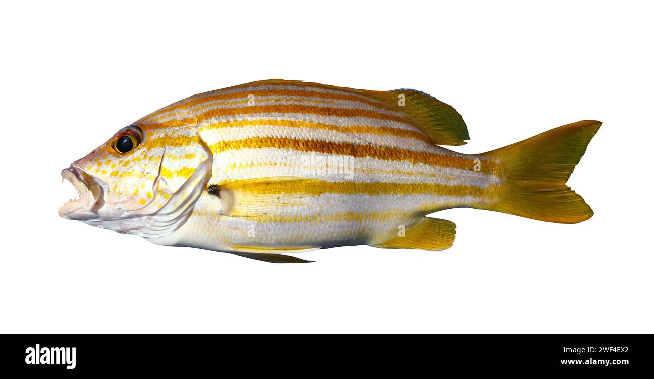 Snapper drapeau espagnol ou poisson Snapper Stripey isolé sur fond blanc et ont des chemins de détourage. Banque D'Images