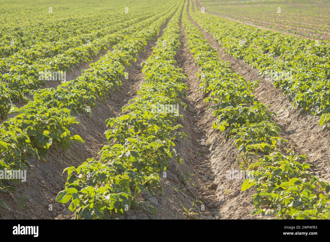 Champ agricole, culture sur le terrain, alimentation saisonnière des plantes. Rangées de récoltes sur le champ. Banque D'Images