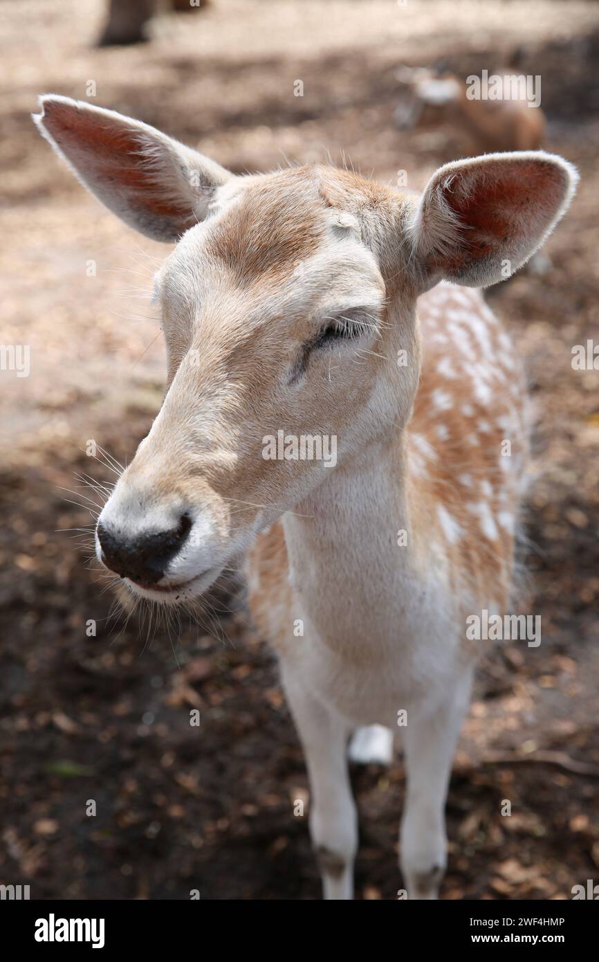Un jeune cerf en jachère. Banque D'Images