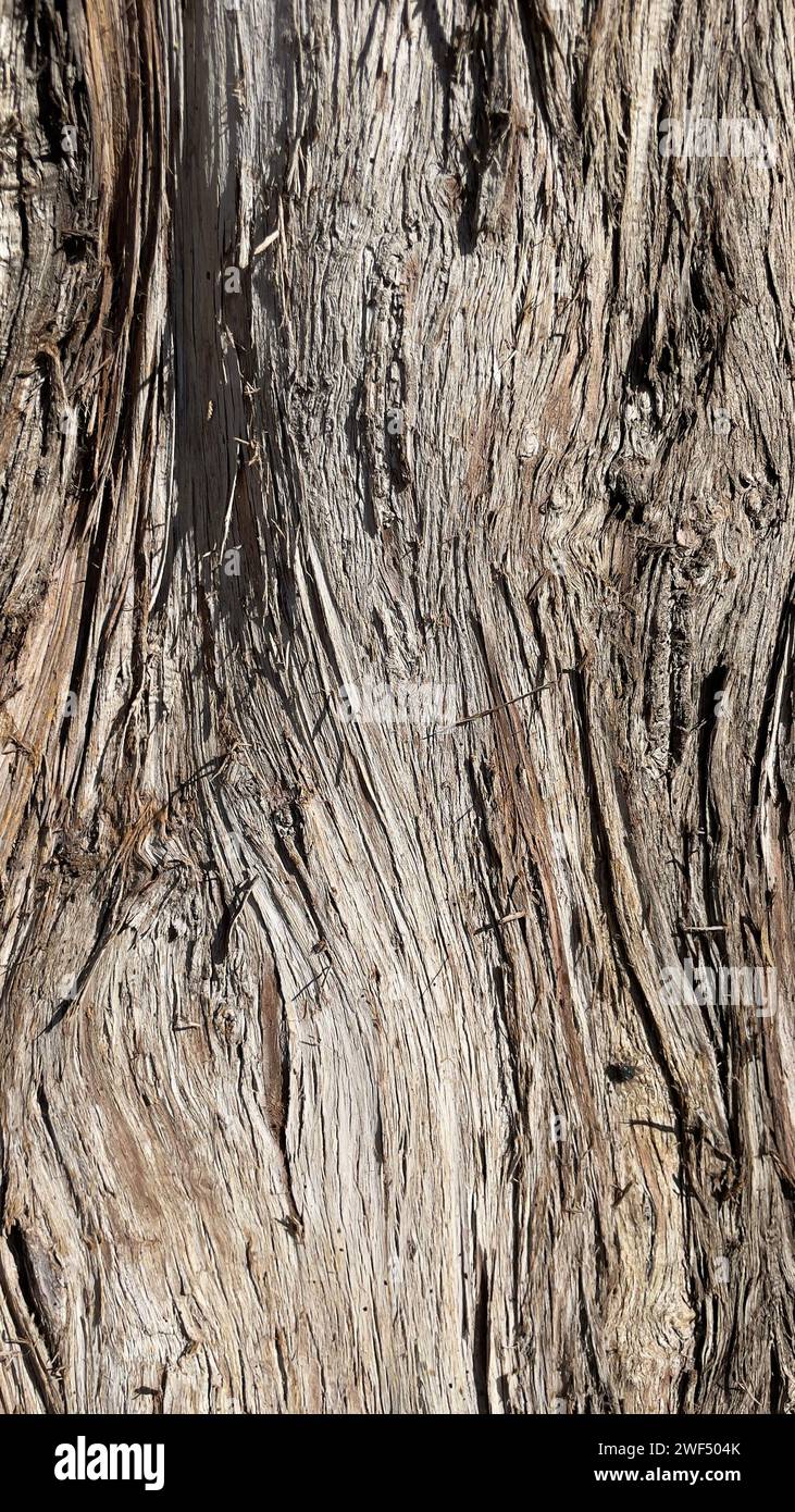 gros plan sec texture de l'écorce d'arbre de teck. Banque D'Images
