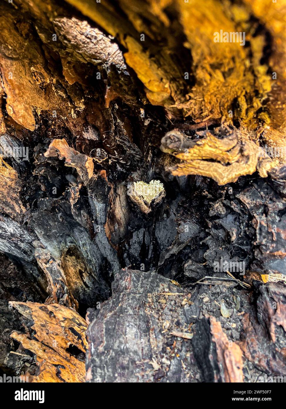forme de coeur naturellement formée à l'intérieur d'un tronc d'arbre Banque D'Images