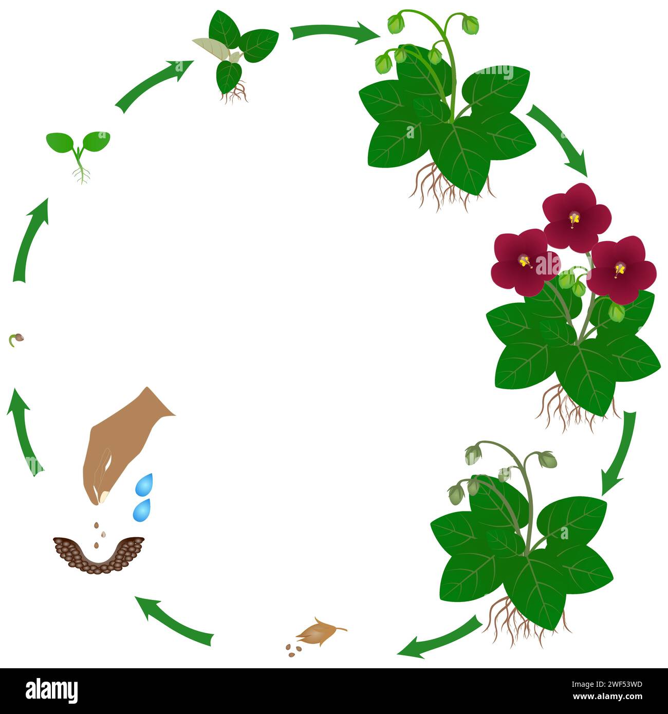 Cycle de vie de la plante de violettes saintpaulia sur un fond blanc. Illustration de Vecteur