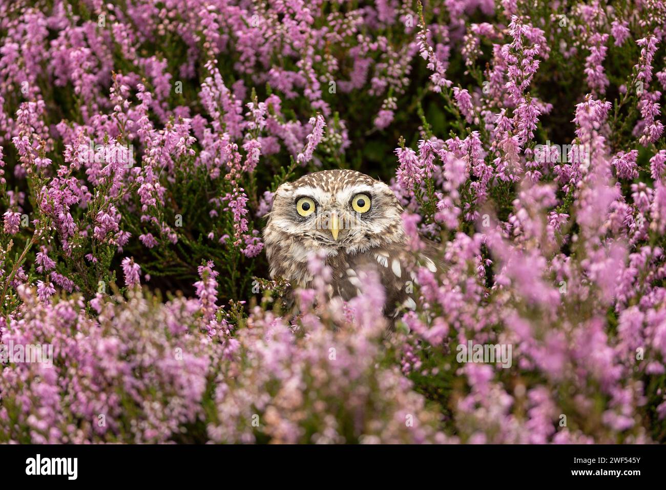 Little Owl, Nom scientifique : Athene noctua. Gros plan d'une petite chouette face à l'avant dans la bruyère rose fleurie sur les landes gérées à Nidderdale, Yorks Banque D'Images