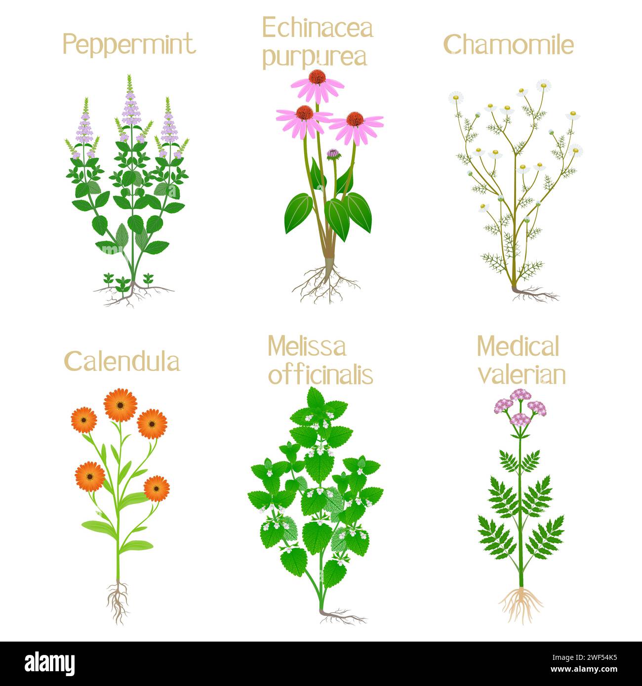 Ensemble de plantes médicinales fleuries sur un fond blanc. Illustration de Vecteur