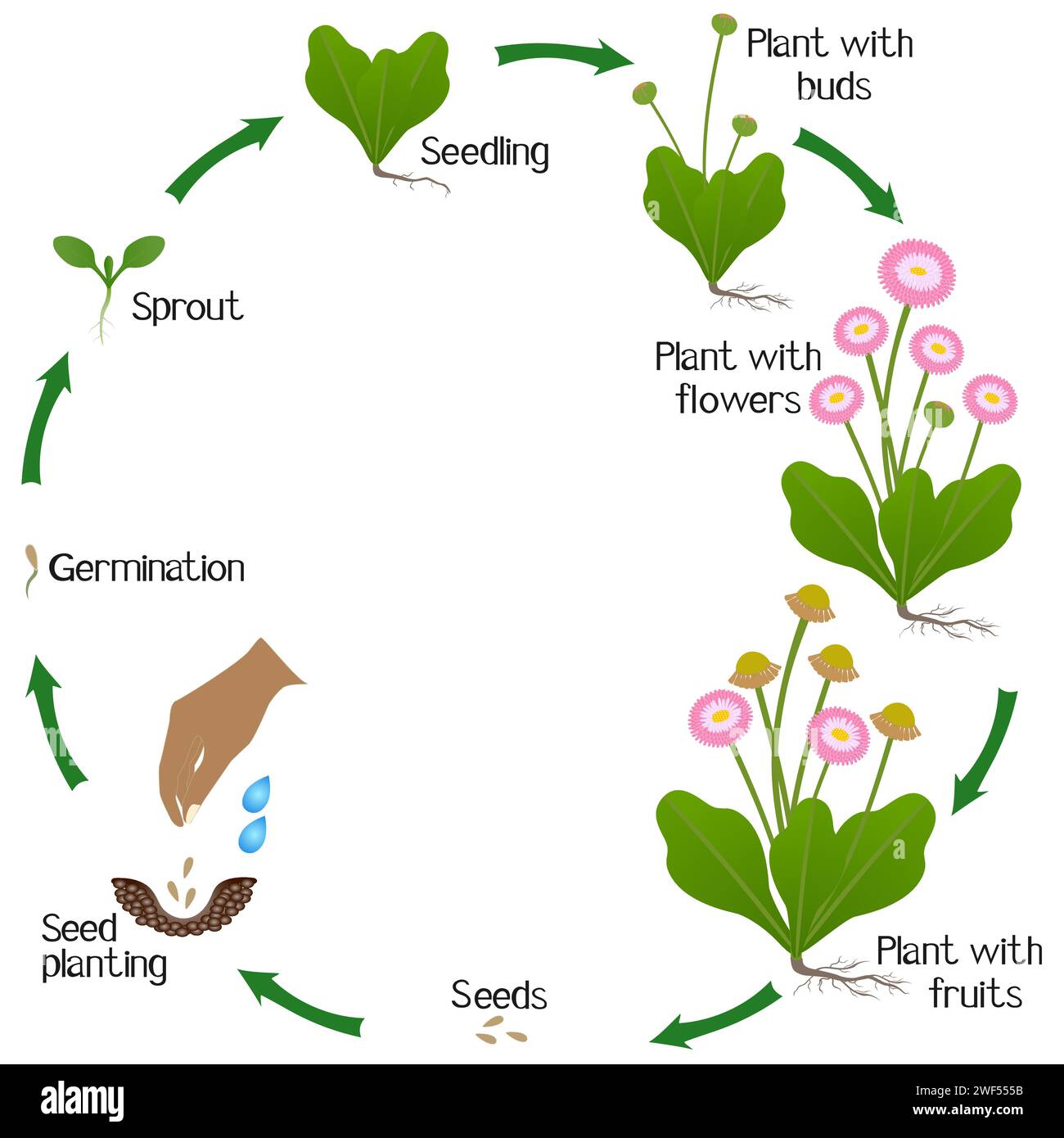 Un cycle de croissance de la plante de Marguerite sur un fond blanc. Illustration de Vecteur