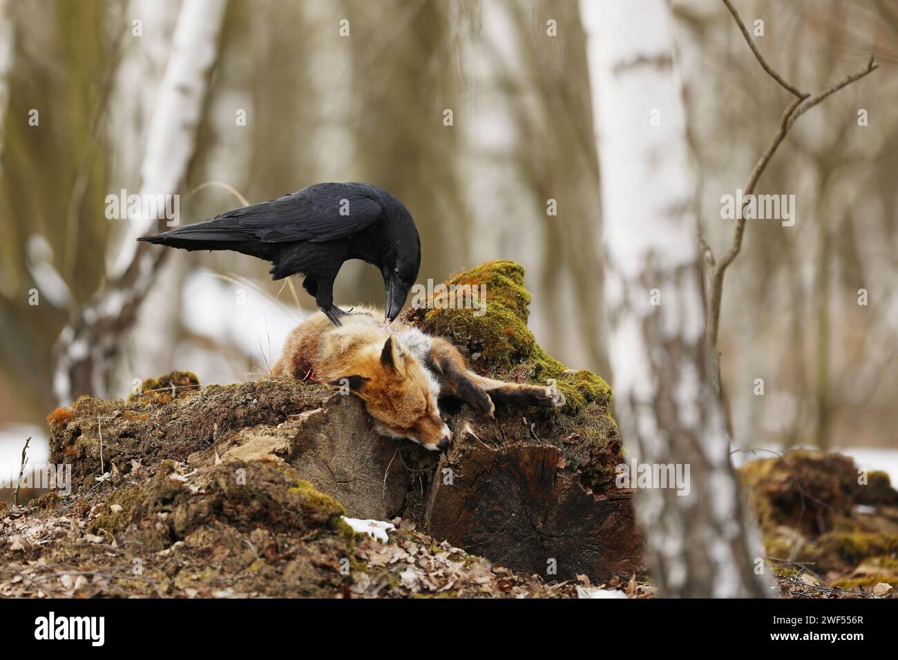 Corbeau commun noir, corvus corax, approchant le renard roux mort allongé sur la pierre. Oiseau sauvage aux plumes sombres et bec massif dans la forêt Banque D'Images
