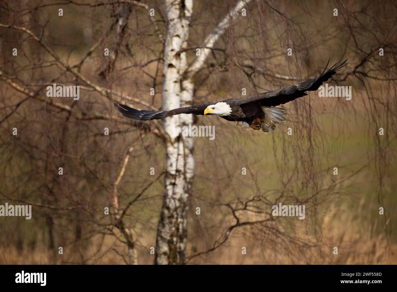 Aigle chauve, Haliaeetus leucocephalus, oiseau de proie volant sur fond d'automne, herbe jaune et forêt. Banque D'Images