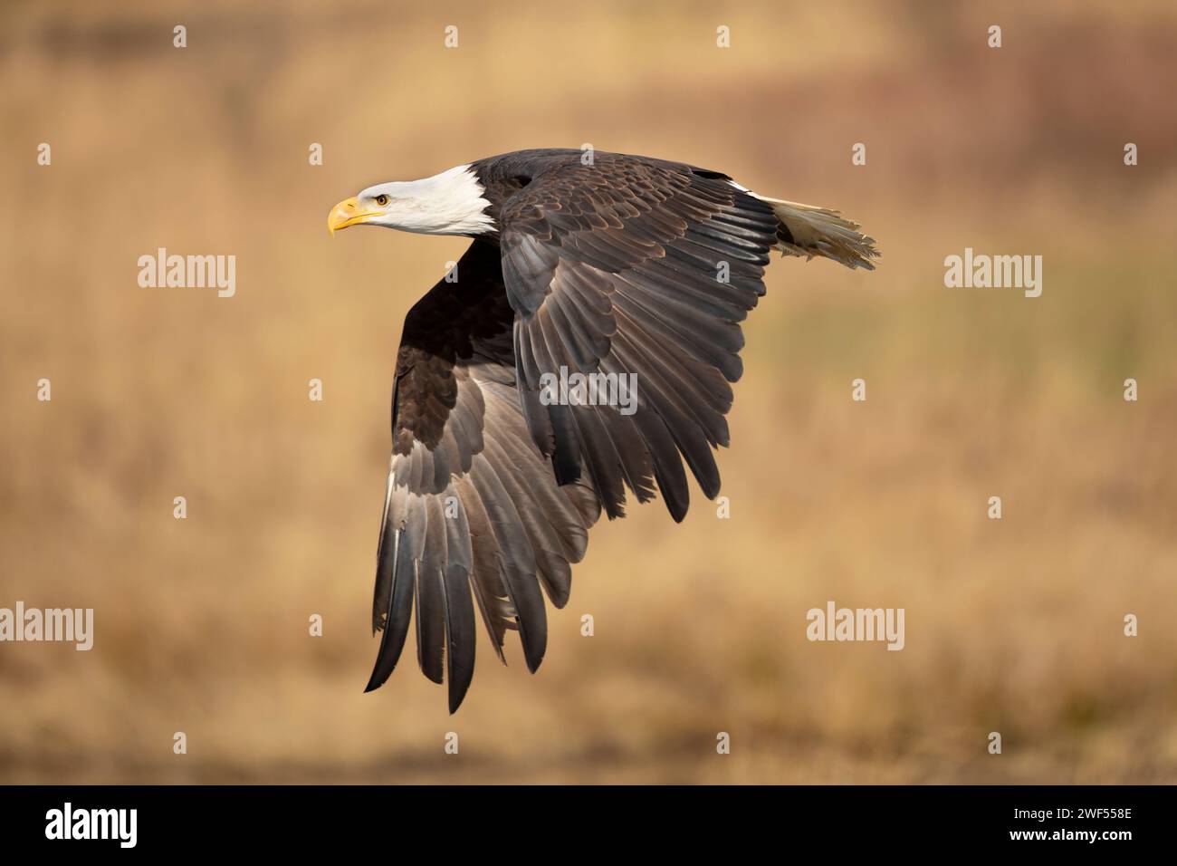 Aigle chauve, Haliaeetus leucocephalus, oiseau de proie volant sur fond d'automne, herbe jaune et forêt. Homer, Alaska Banque D'Images