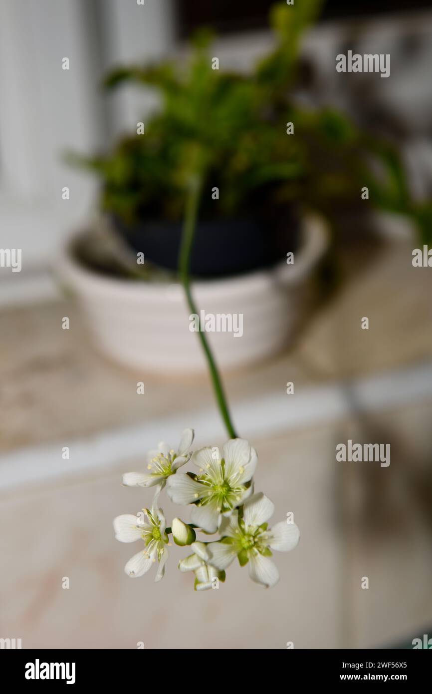 Vénus Flytrap ( Dionaea muscipula ) plante avec gros plan de fleurs Banque D'Images