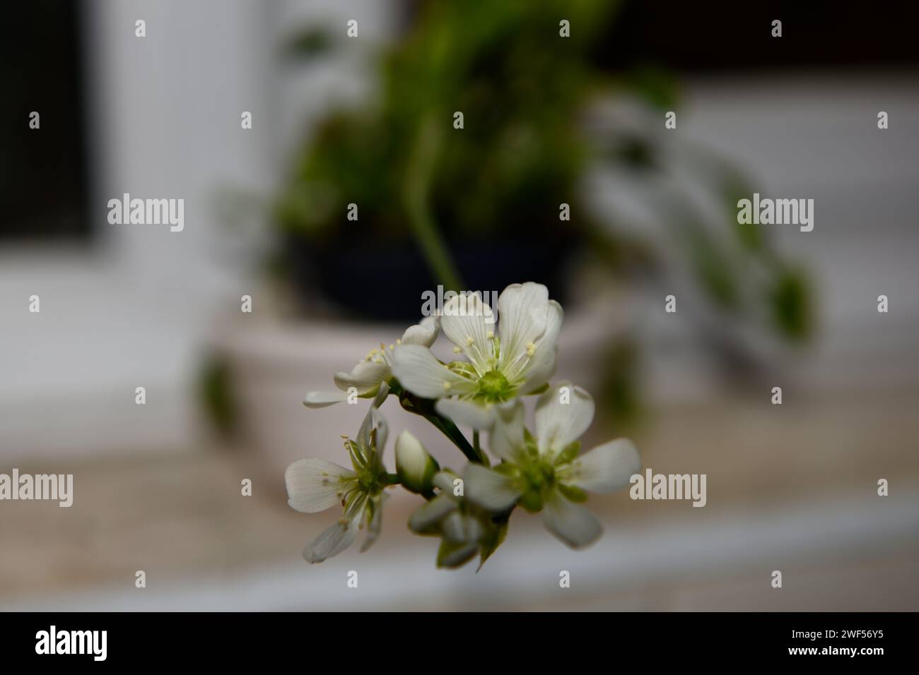 Vénus Flytrap ( Dionaea muscipula ) plante avec des fleurs Banque D'Images