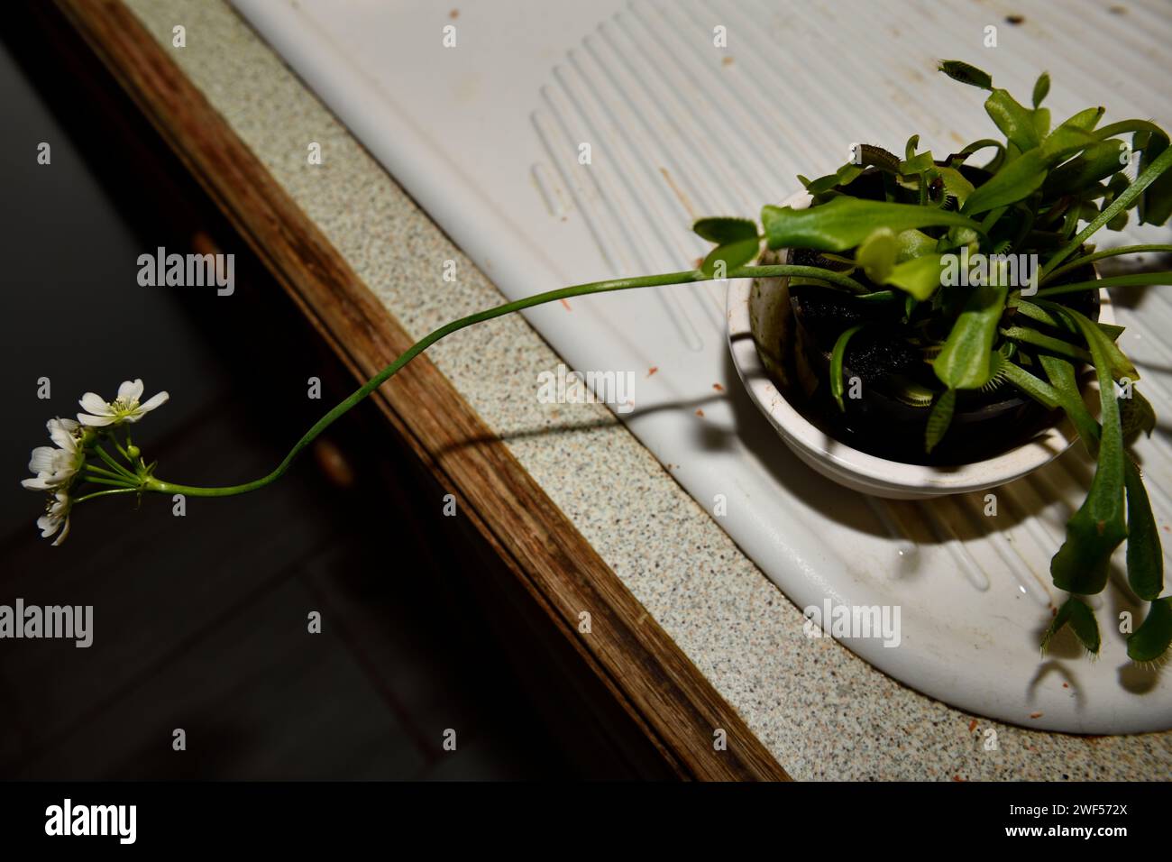 Vénus Flytrap ( Dionaea muscipula ) plante avec des fleurs Banque D'Images