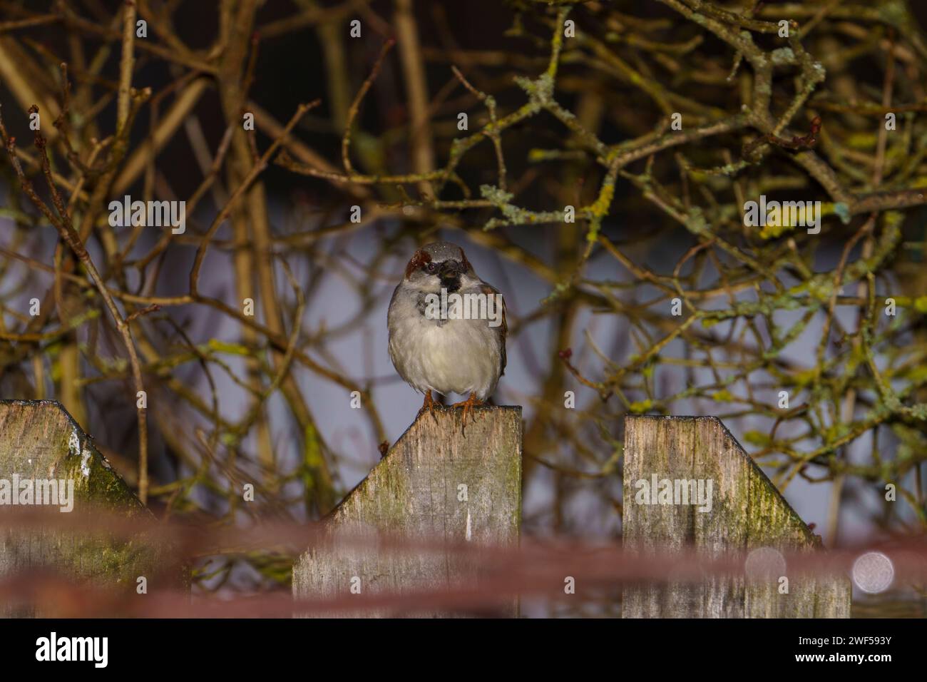 Passer domesticus famille Passeridae Genus passer House moineau nature sauvage photographie d'oiseaux, image, papier peint Banque D'Images