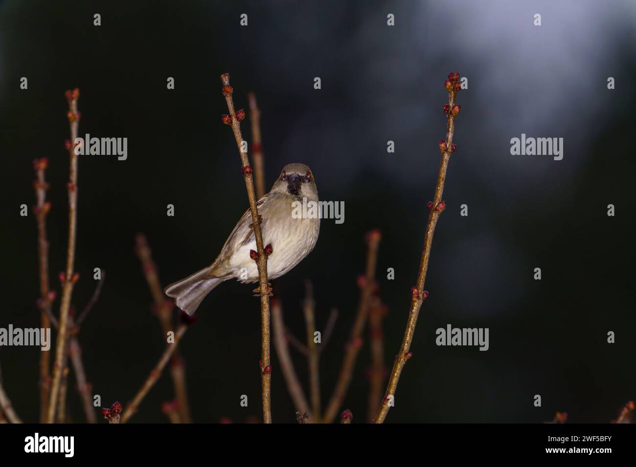 Passer domesticus famille Passeridae Genus passer House moineau nature sauvage photographie d'oiseaux, image, papier peint Banque D'Images