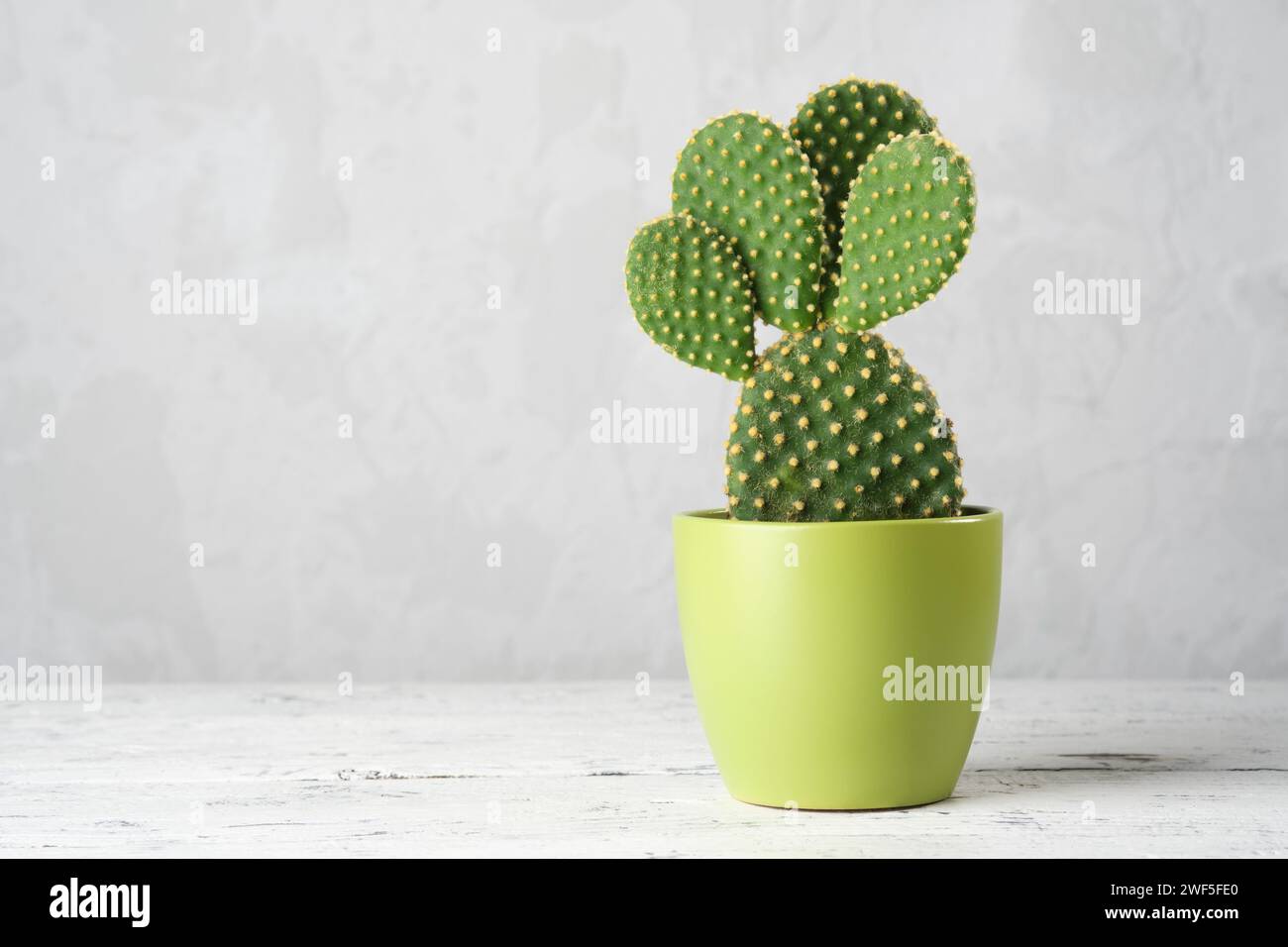 Cactus opuntia aux poires de Barbarie dans un pot vert sur une table blanche. Copier l'espace pour le texte. Banque D'Images