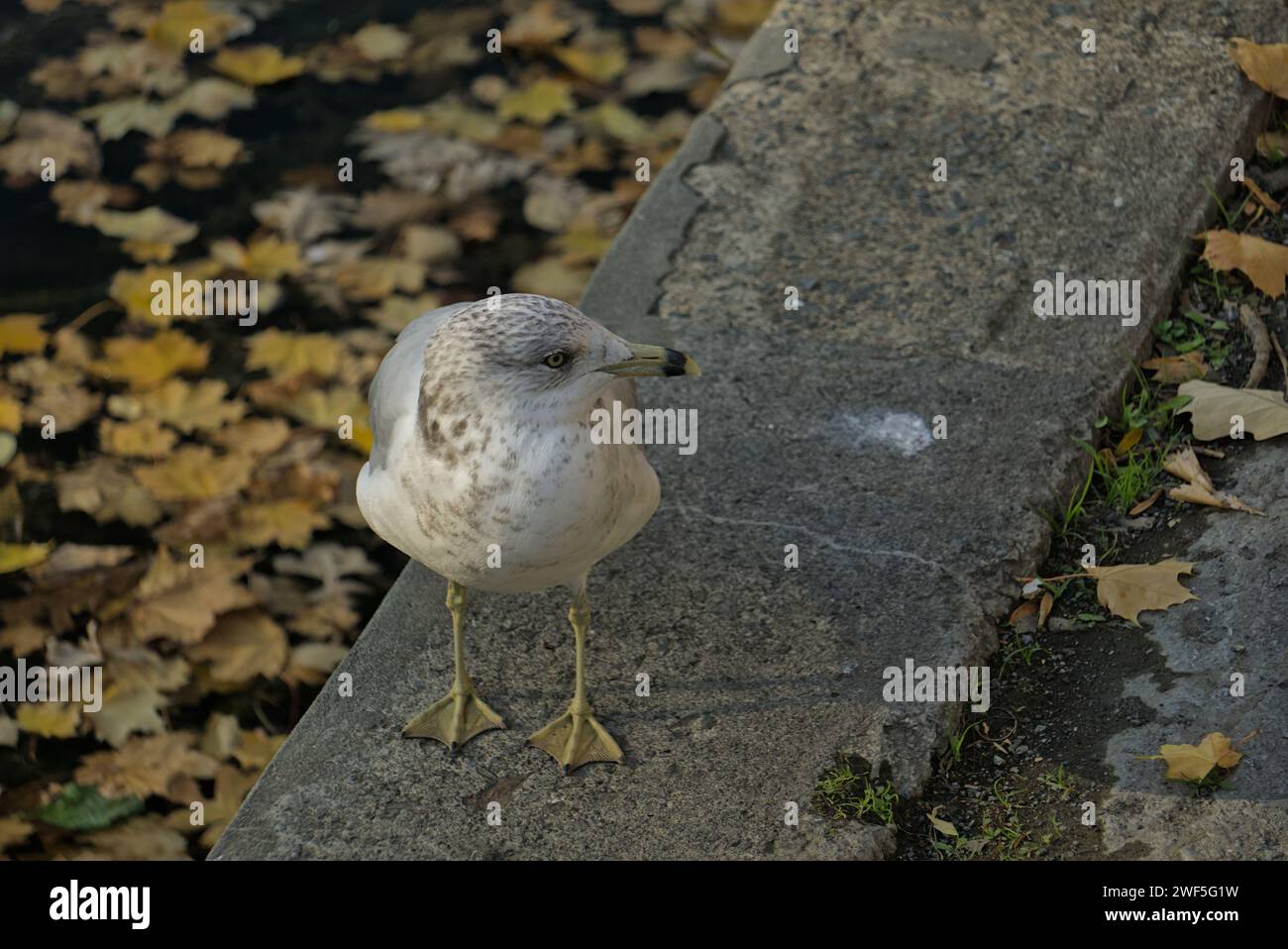 Le Larus calme regarde Banque D'Images