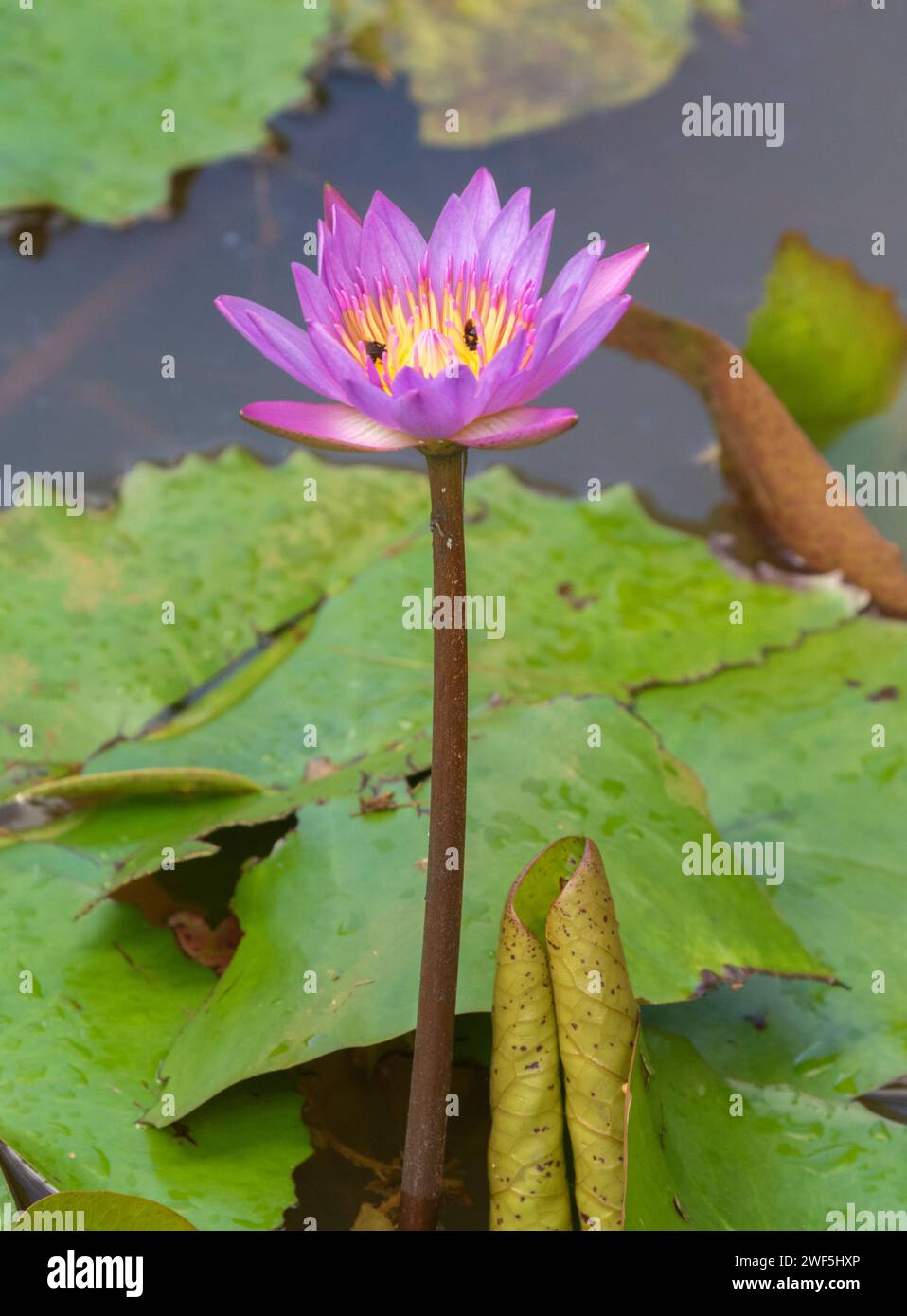 Nénuphas (Nymphaea nouchali) à Laguna Del Lagarto, Costa Rica Banque D'Images