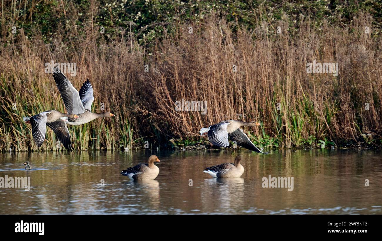 Greylag Geese en vol à Arundel Wetlands Banque D'Images
