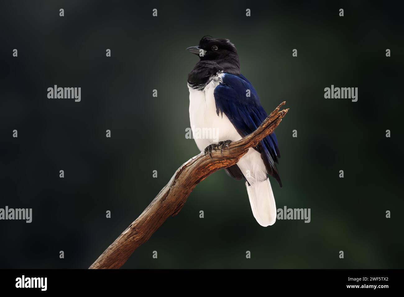 Oiseau geai à crête bouclée (Cyanocorax Cristatellus) Banque D'Images