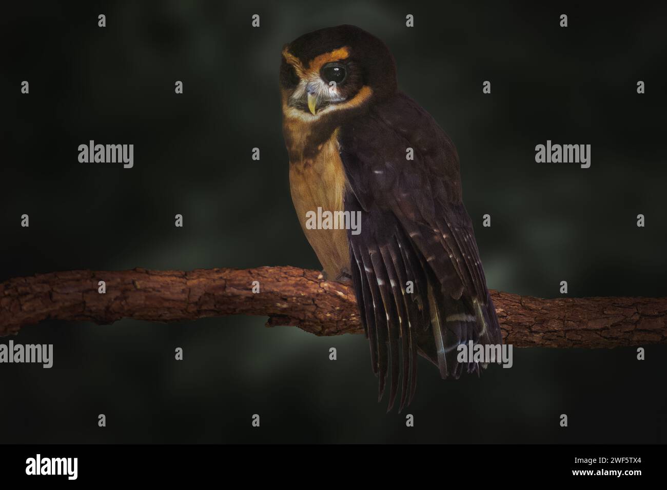 Oiseau de chouette (Pulsatrix koeniswaldiana) brun tawny Banque D'Images