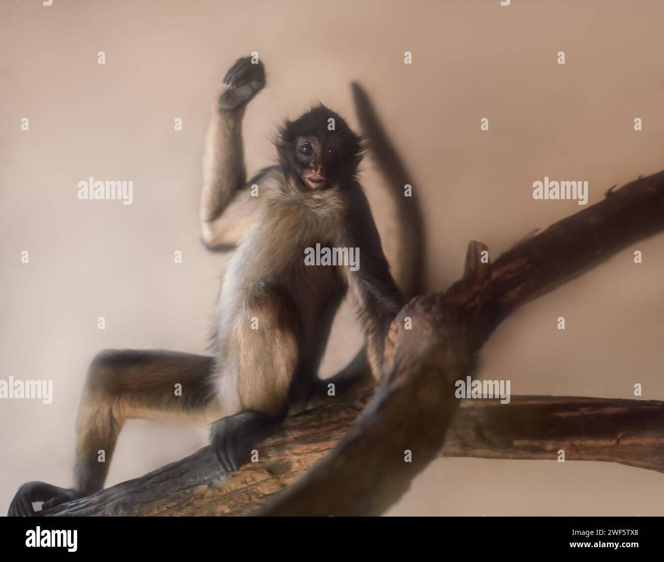 Singe araignée à ventre blanc (Ateles belzebuth) Banque D'Images