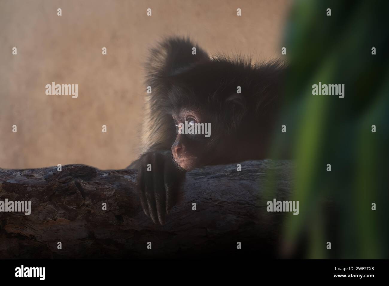 Singe araignée à ventre blanc (Ateles belzebuth) Banque D'Images