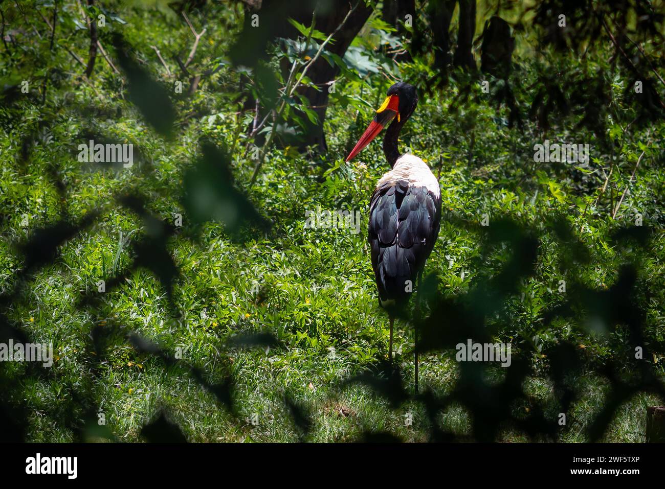 Cigogne à bec de selle (Ephippiorhynchus senegalensis) Banque D'Images