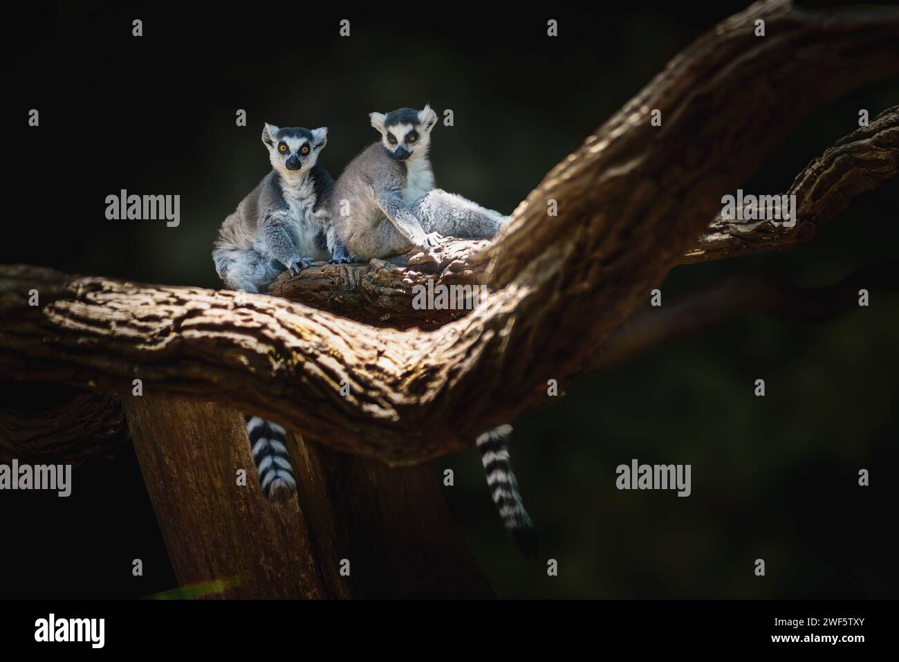 Lémur à queue annulaire (Lemur catta) - primate de Madagascar Banque D'Images