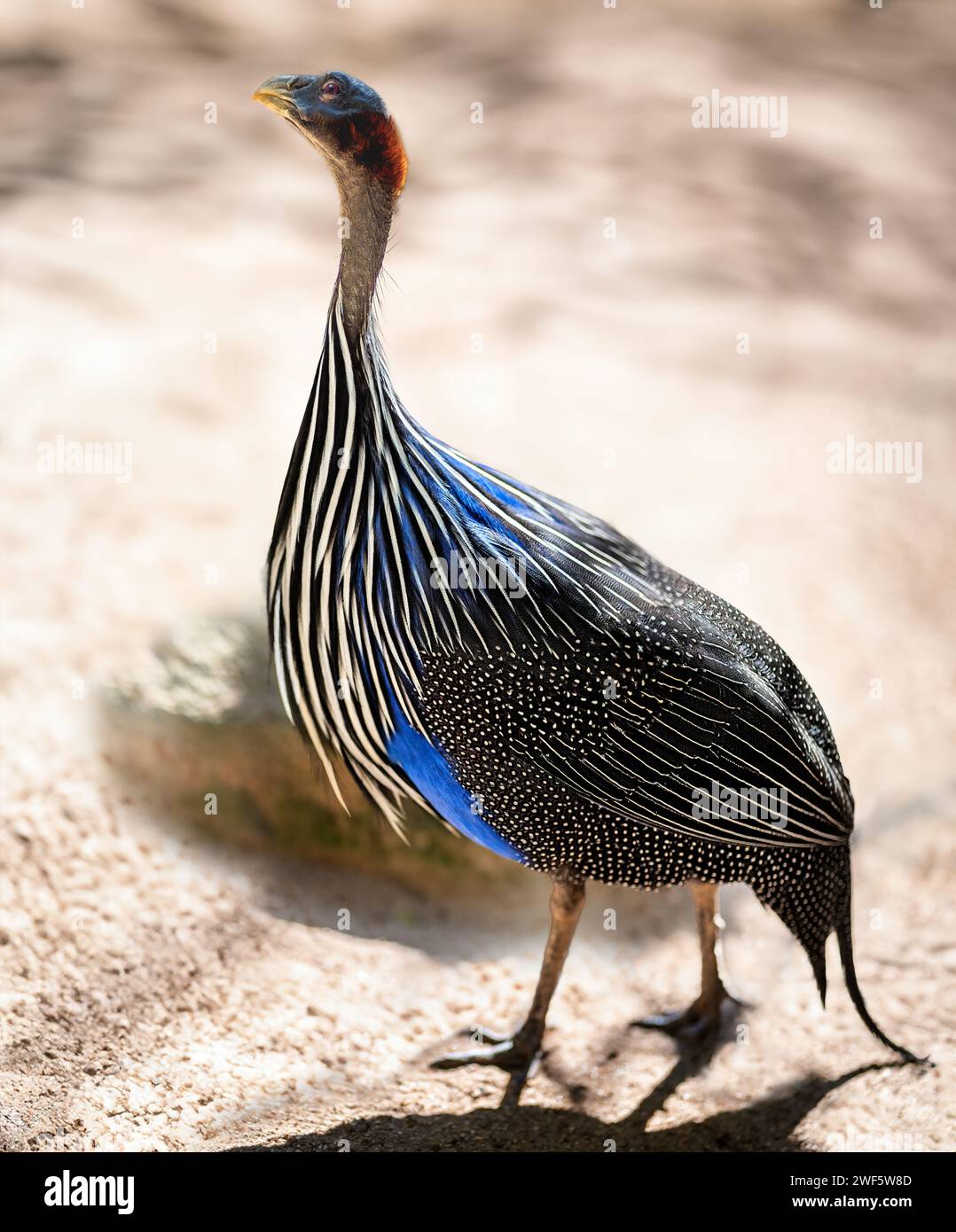 Oiseau vulturine Guineafowl (Acryllium vulturinum) Banque D'Images