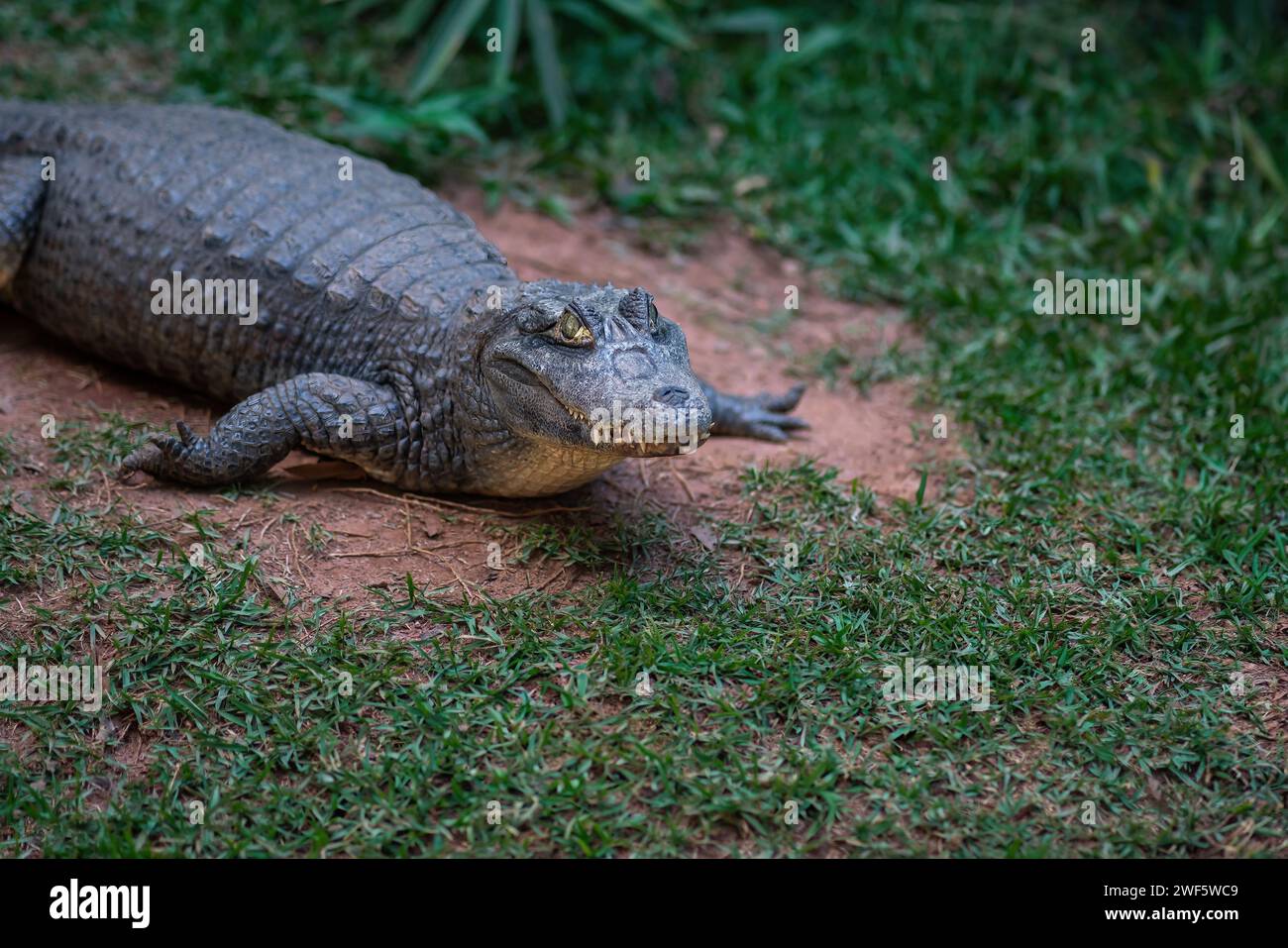 Caiman spectaculed (Caiman Crocodilus) - Alligator Banque D'Images