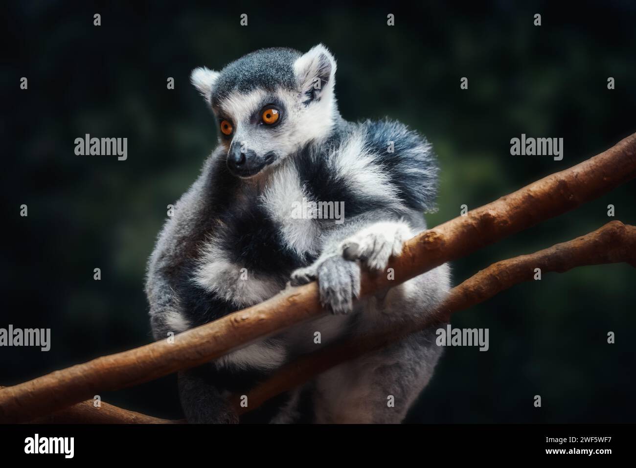 Lémur à queue annulaire (Lemur catta) - primate de Madagascar Banque D'Images