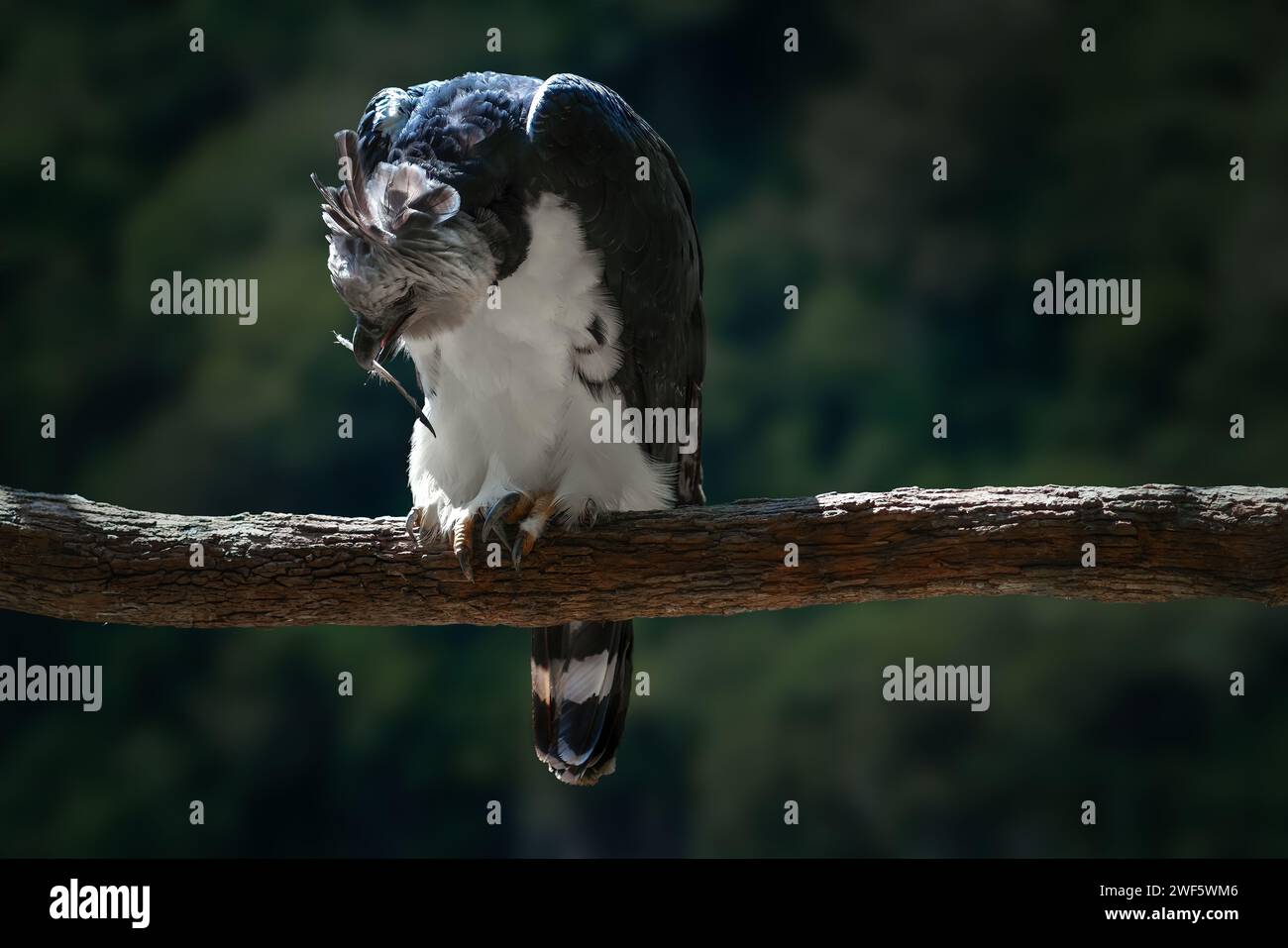 Harpy Eagle (Harpia harpyja) avec une plume sur son bec Banque D'Images