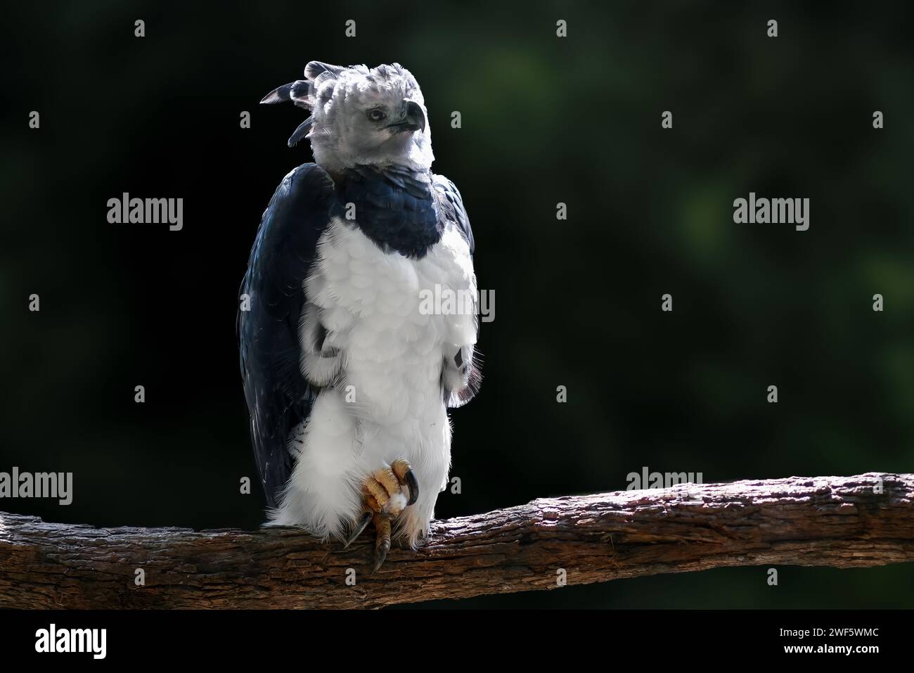 Aigle harpie (Harpia harpyja) - oiseau de proie Banque D'Images