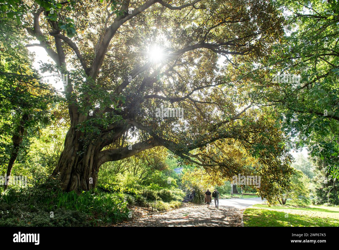 Morton Bay Fig Tree, Royal Botanic Gardens, Melbourne, Victoria, Australie Banque D'Images