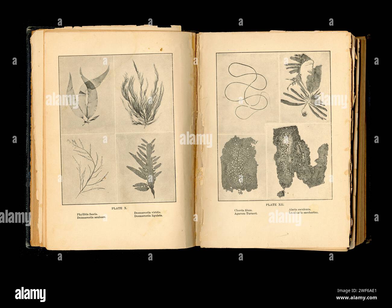 Faux Kelp (Phyllitis fascia), cheveux de sorcière (Desmarestia aculeata), Kelp acide filant (D. viridis), Kelp acide aplati (D. ligulata), Tresses de Sirène (Chorda filum), Kelp Sieve lisse (Agarum turneri), Kelp ailé (Alaria esculenta) et Saccharp (Laminsima). De Sea Beach à Ebb Tide, Augusta Foote Arnold, 1901. Banque D'Images