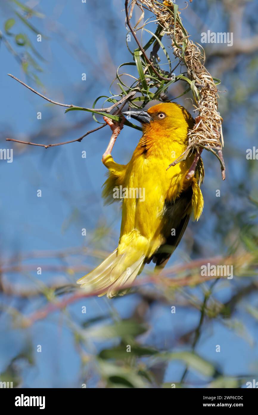 Tisserand du Cap mâle (Ploceus capensis) construisant un nid, Afrique du Sud Banque D'Images