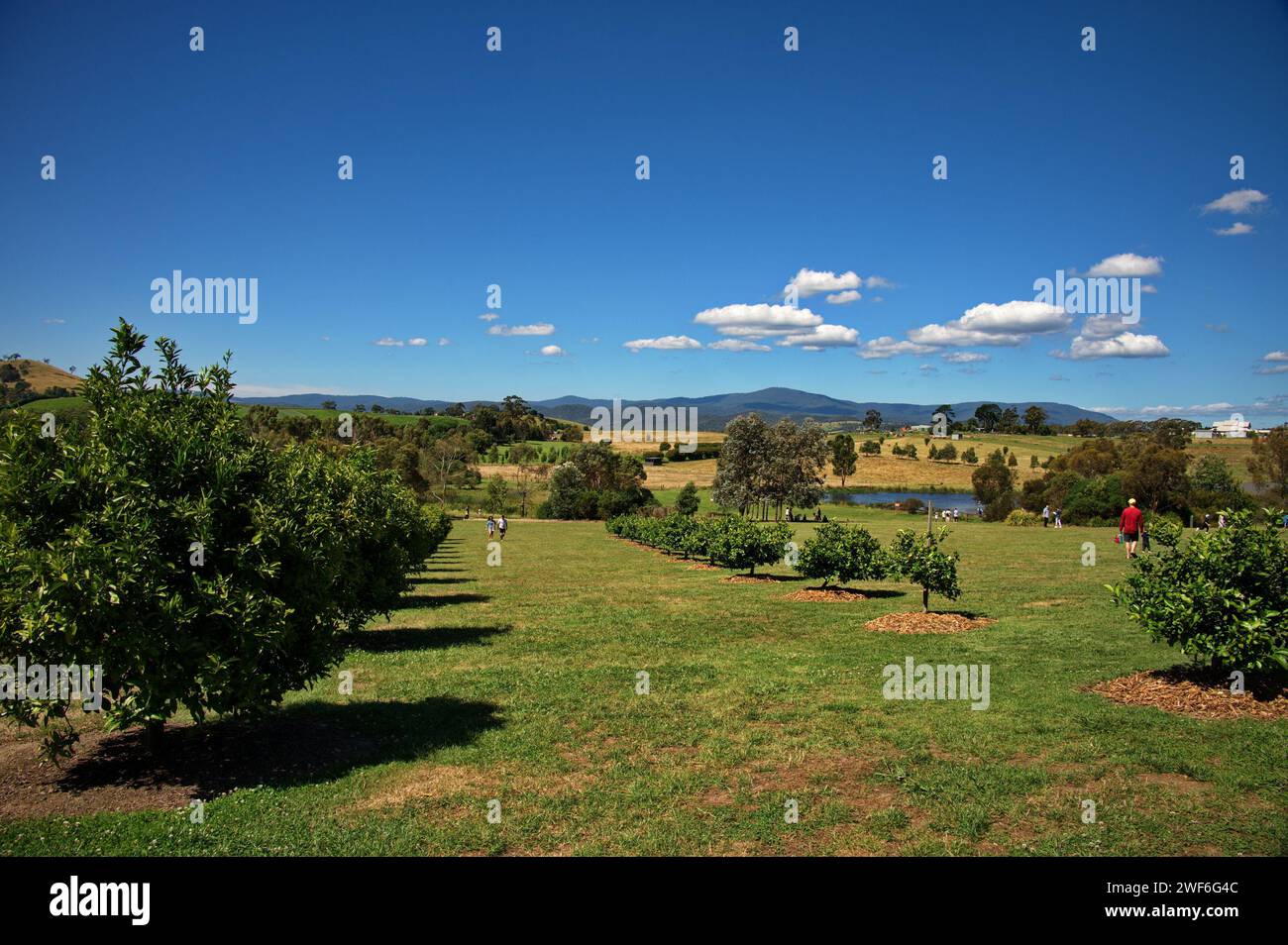 Verger dans la vallée de Yarra près de Melbourne, Australie Banque D'Images