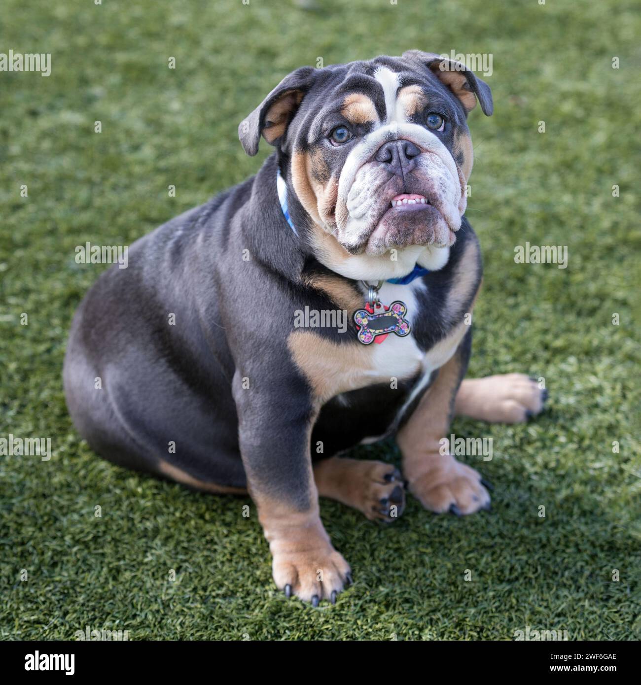 Bulldog anglaise tricolore de sept mois. Parc pour chiens hors laisse en Californie du Nord. Banque D'Images