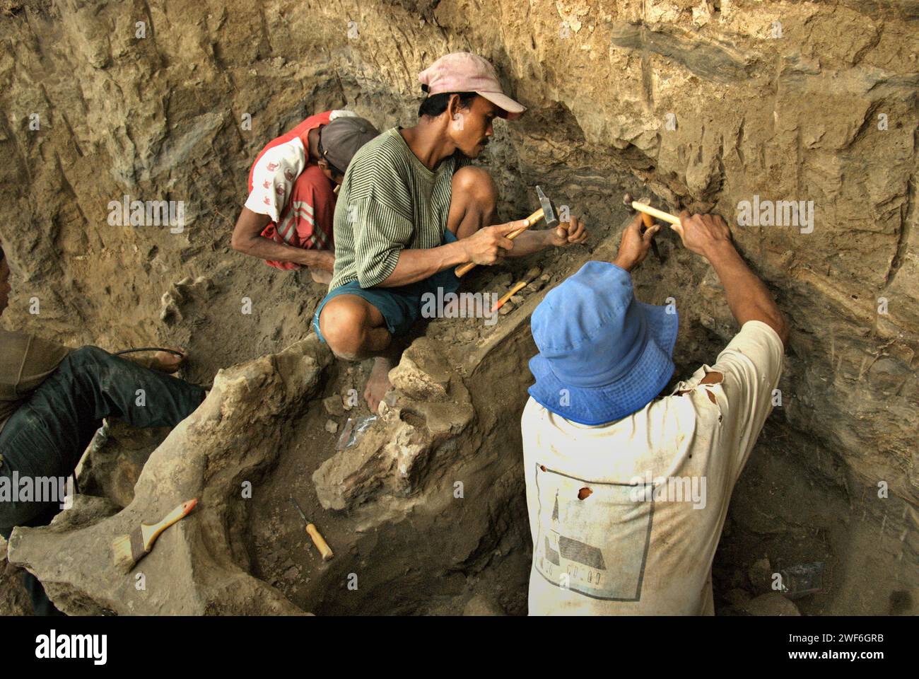 Un paléontologue travaille avec des villageois sur l'excavation des os fossilisés d'une espèce d'éléphant éteinte scientifiquement identifiée comme Elephas hysudrindicus, ou communément appelée 'éléphant de Blora', à Sunggun, Mendalem, Kradenan, Blora, Java central, Indonésie. L'équipe de scientifiques de Vertebrate Research (Agence géologique, Ministère indonésien de l'énergie et des Ressources minérales) dirigée par Iwan Kurniawan et Fachroel Aziz a découvert presque entièrement les os de l'espèce (environ 90 pour cent complets) qui leur permettraient plus tard de construire une reconstruction scientifique. Banque D'Images